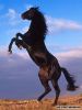 by_matafaka_240x320_030.jpg
